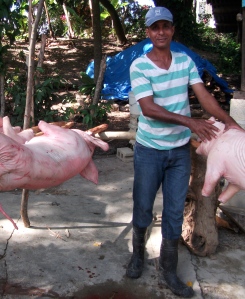 Whole pigs skewered for roasting